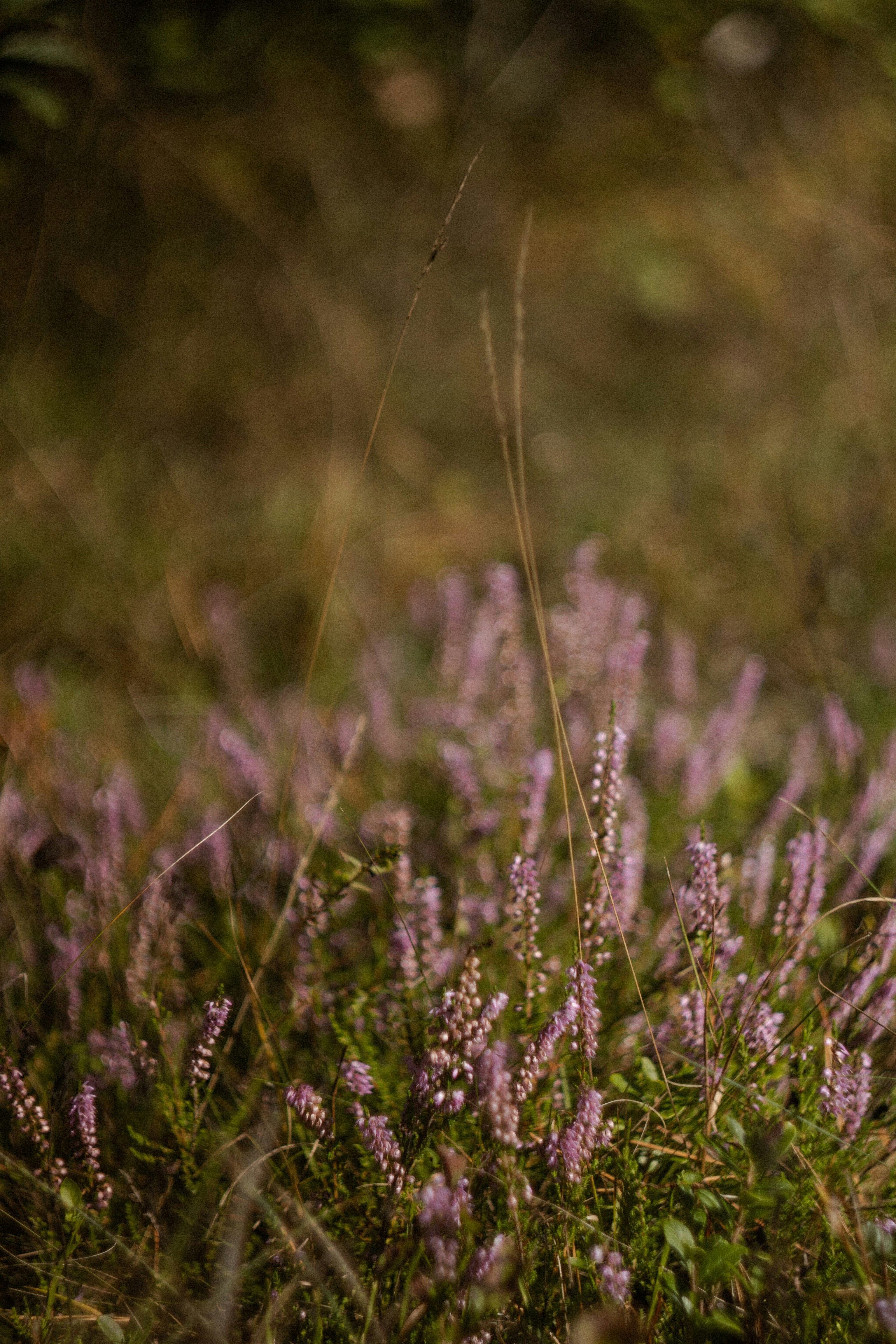 purple flowers in tilt shift lens